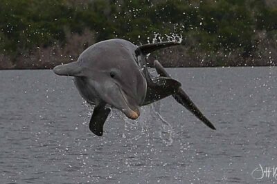 Two-Hour Everglades Dolphin, Manatee and Birding Boat Tour