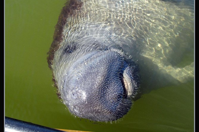 Two-Hour Everglades Dolphin, Manatee and Birding Boat Tour - The guide makes or breaks the experience
