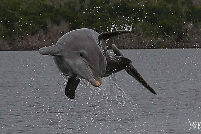 Two-Hour Everglades Dolphin, Manatee and Birding Boat Tour - Birding among the mangroves and islands