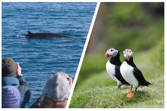 Two-In-One: Whale & Puffin Watching Tours from Reykjavik - The puffin boat to Lundey