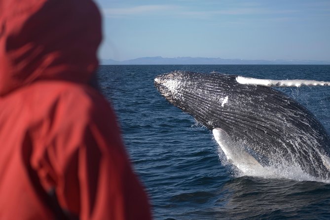 Two-In-One: Whale & Puffin Watching Tours from Reykjavik - Searching Faxaflói Bay for whales