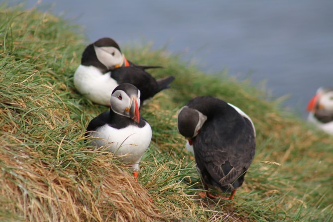 Two-In-One: Whale & Puffin Watching Tours from Reykjavik - Timing, seasons, and realistic expectations