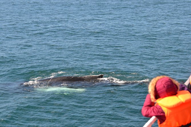 Two-In-One: Whale & Puffin Watching Tours from Reykjavik - The $140 price and what you receive