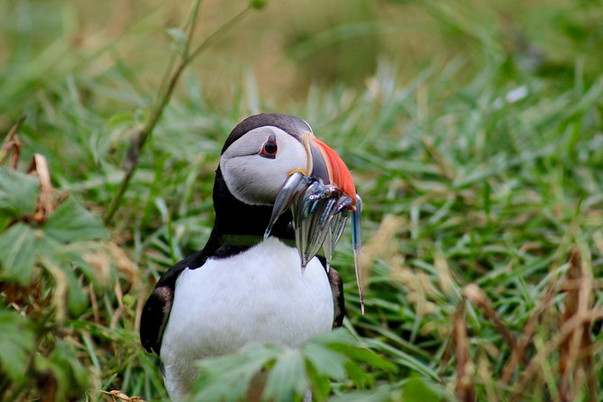 Two-In-One: Whale & Puffin Watching Tours from Reykjavik - Who should book this Elding combination?