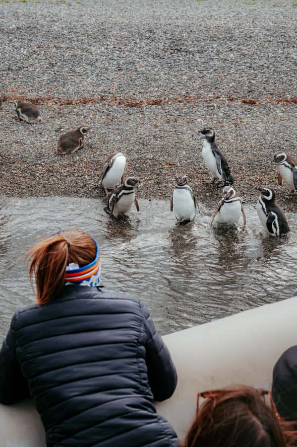 USHUAIA: ALMANZA, THE SPIDER CRAB ROUTE & PENGUIN SIGHTING - The Beagle Channel by zodiac