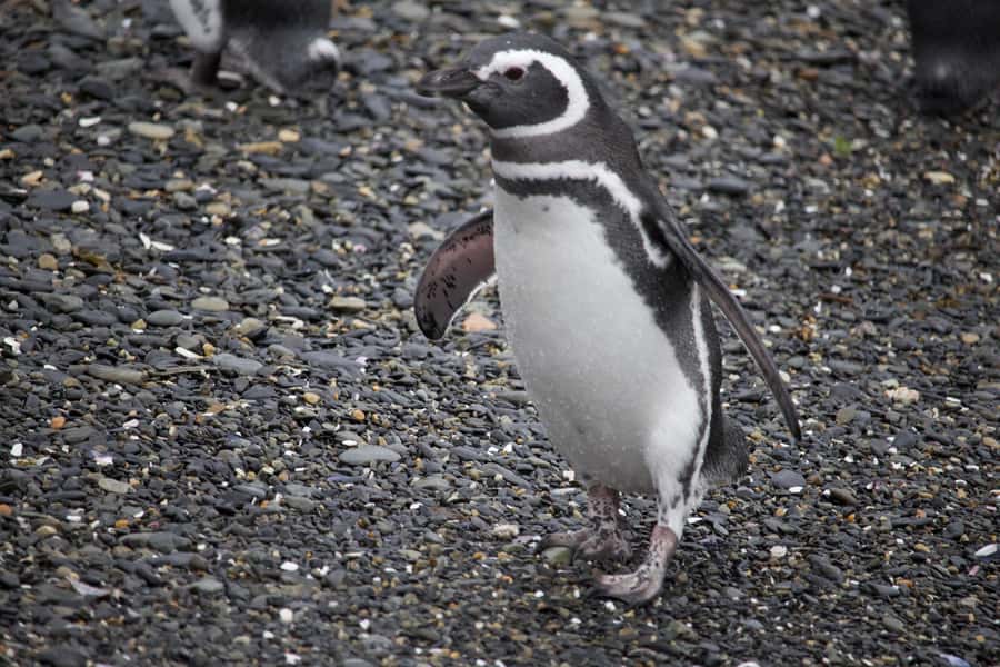 USHUAIA: ALMANZA, THE SPIDER CRAB ROUTE & PENGUIN SIGHTING - Lunch at a Puerto Almanza fishing restaurant