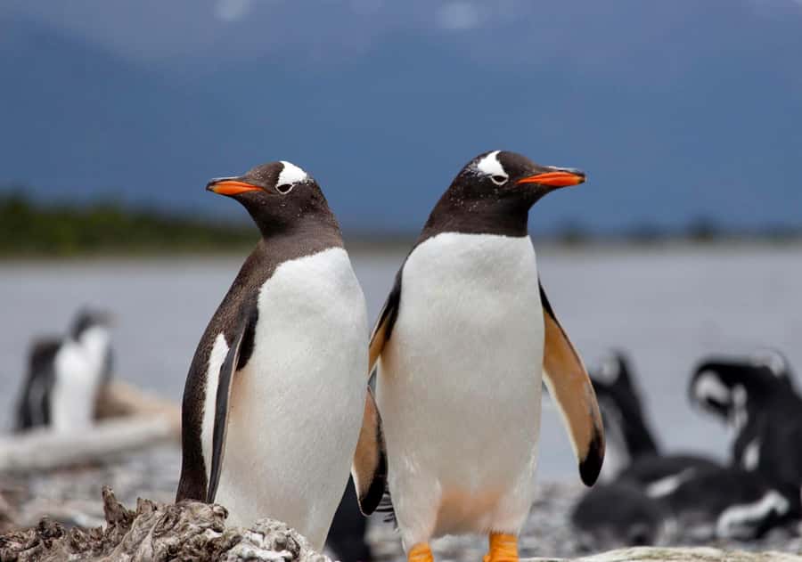USHUAIA: ALMANZA, THE SPIDER CRAB ROUTE & PENGUIN SIGHTING - Puerto Almanza and the Centolla route