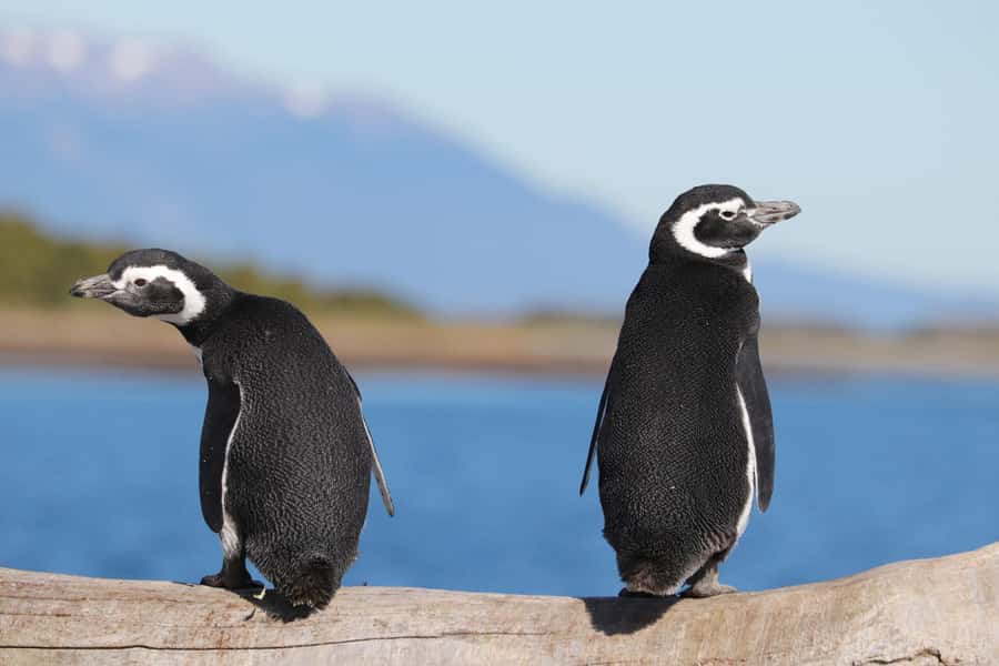 Ushuaia: Beagle Channel and Penguin Island - A Comfortable Catamaran for a Long Morning or Afternoon