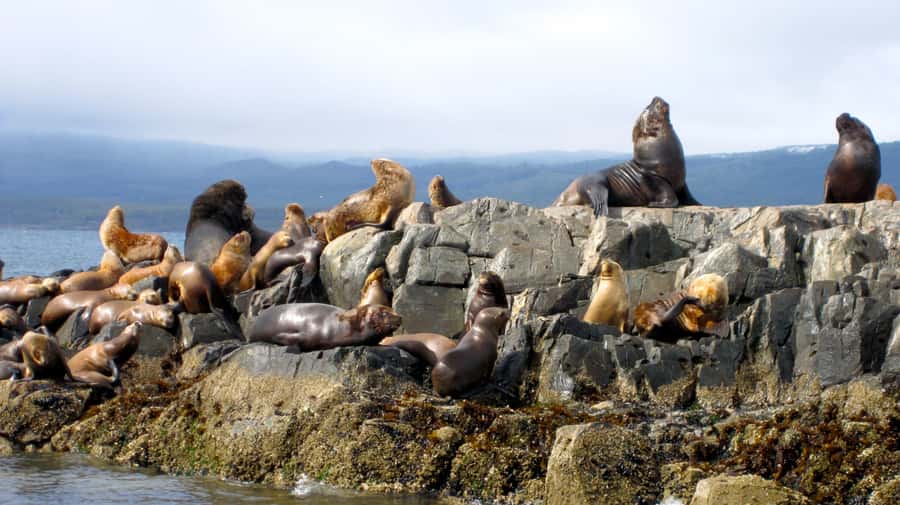 Ushuaia: Beagle Channel Boat Tour and Penguin Experience - Key points to know before booking