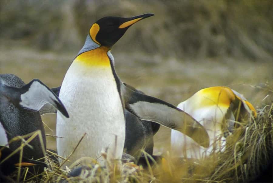 Ushuaia: Beagle Channel Boat Tour and Penguin Experience - Walking with penguins without treating them like a show