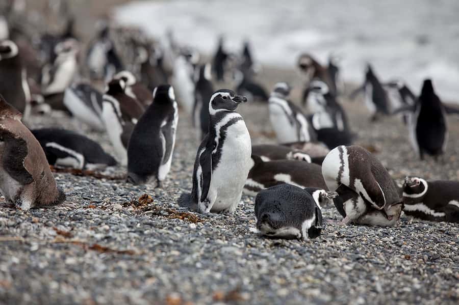 Ushuaia: Beagle Channel Boat Tour and Penguin Experience - How the changing order affects your day