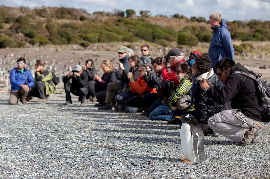 Ushuaia: Beagle Channel Boat Tour and Penguin Experience - Who will enjoy this experience most