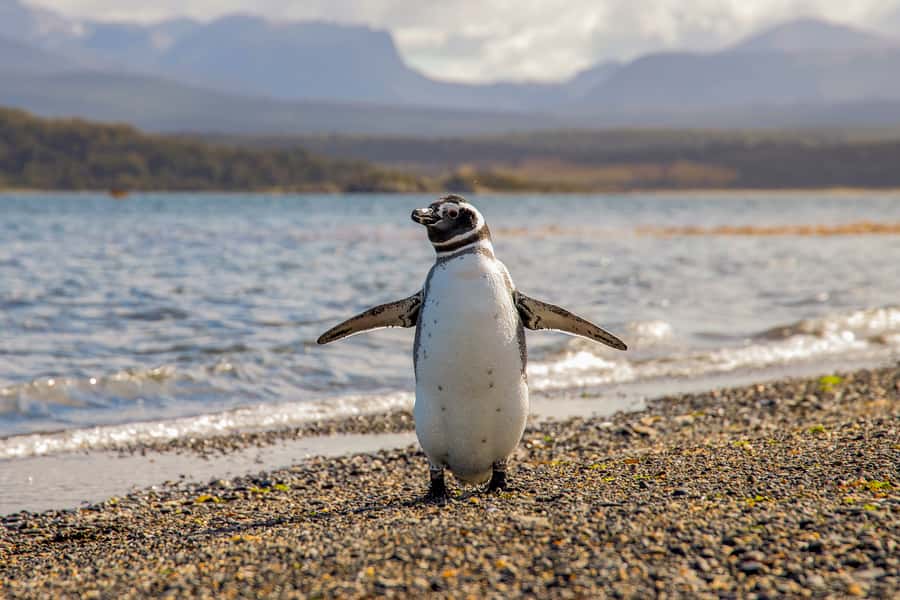 Ushuaia: Beagle Channel Boat Tour and Penguin Experience - Should you book the Martillo Island and Beagle Channel tour?