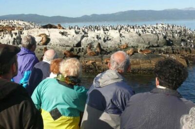 Beagle Channel Penguin Colony Tour