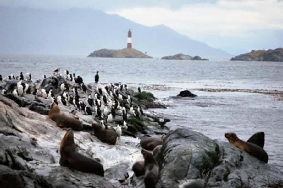 Ushuaia: Beagle Channel Penguin Colony Tour - Comfort, Access, and Who Will Enjoy It