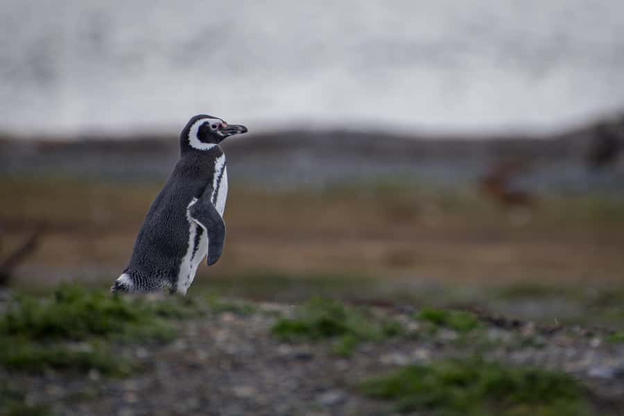 Ushuaia: Catamaran Sailing to Penguin Island - Les Eclaireurs Lighthouse and the wreck stories