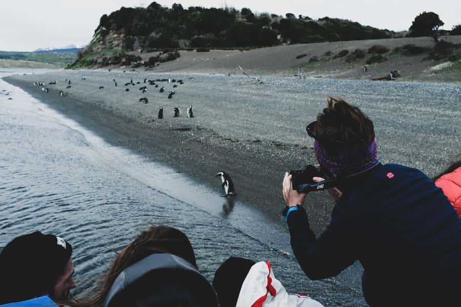 Ushuaia: Gable Island and Penguin Colony with Lunch - Paddling into the Beagle Channel