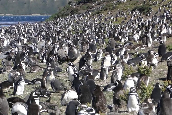 Ushuaia: Martillo Island and Walk Among Penguins Full-Day Tour - The Beagle Channel adds much more than a transfer