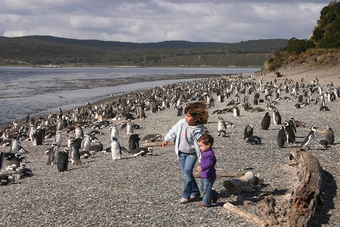 Ushuaia: Martillo Island and Walk Among Penguins Full-Day Tour - Is $369 a fair price?