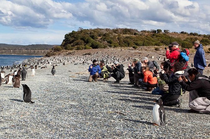 Ushuaia: Martillo Island and Walk Among Penguins Full-Day Tour - What the transport is really like