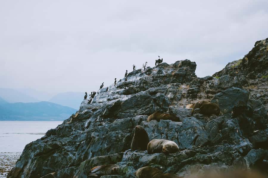 USHUAIA | Navigation: Sea Lions, Birds and Lighthouse - Why the Beagle Channel is Ushuaia’s classic boat trip