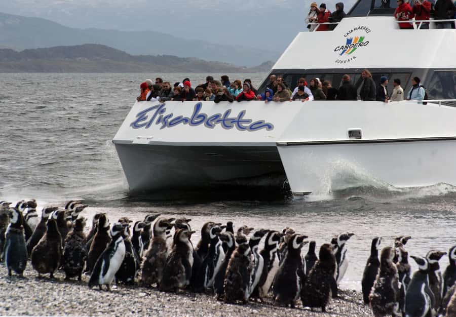 Ushuaia: Penguin Watching Tour by Catamaran - Reaching Penguin Island from Ushuaia