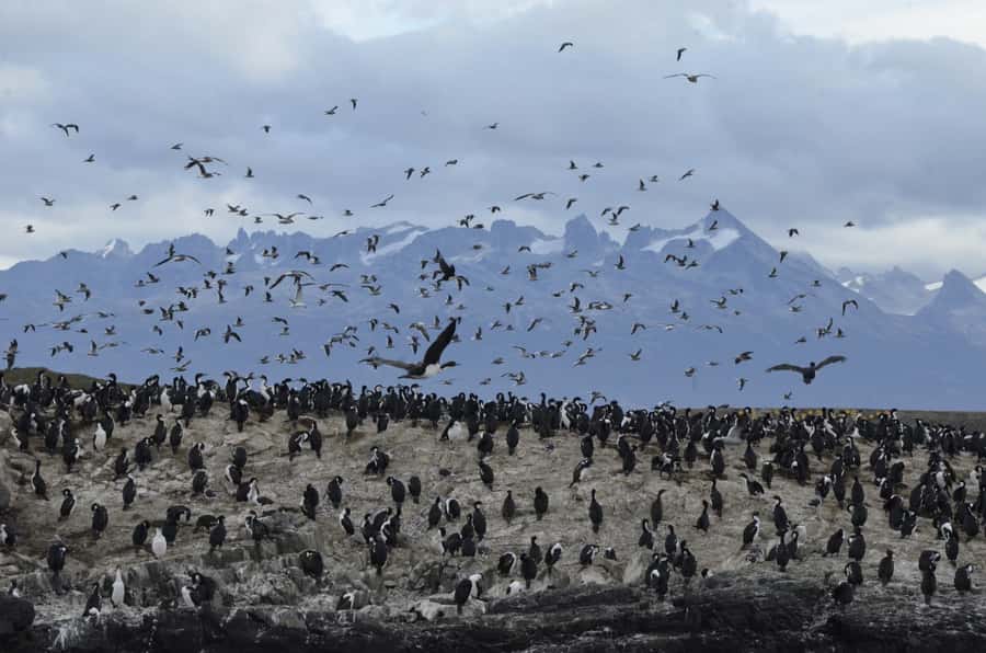Ushuaia: Penguin Watching Tour by Catamaran - The Beagle Channel between Argentina and Chile