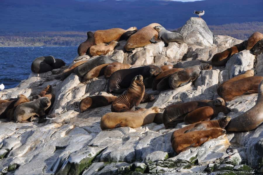 Ushuaia: Penguin Watching Tour by Catamaran - Martillo Island, the main event