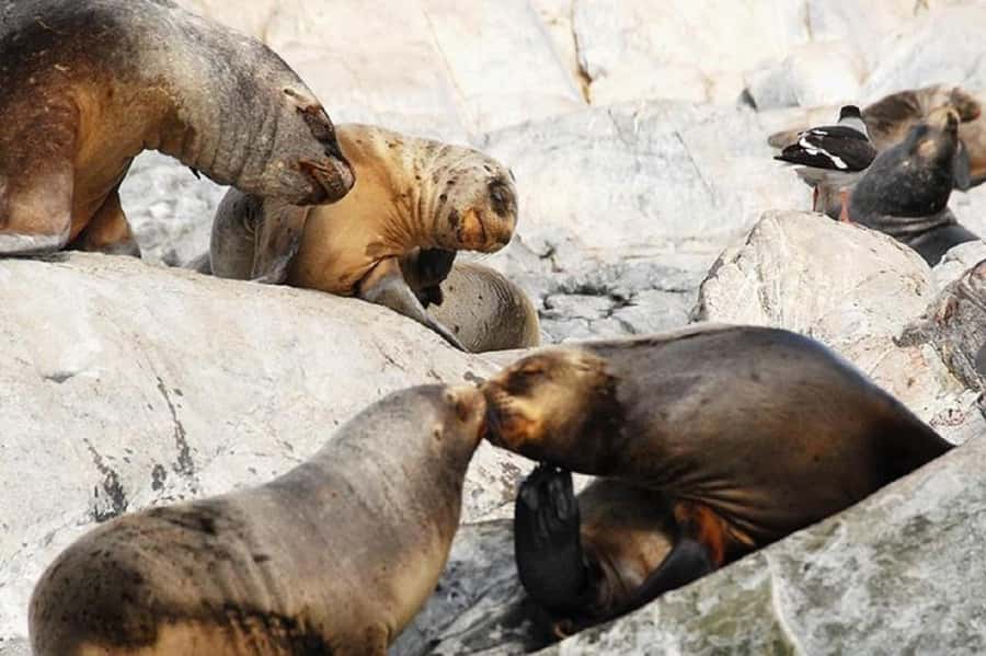 Ushuaia: Sailing Beagle Channel to the Penguin Colony - Why Martillo Island Makes This Six-Hour Cruise Special