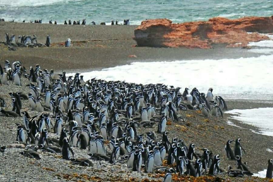 Ushuaia: Sailing Beagle Channel to the Penguin Colony - Who Will Enjoy This Cruise Most?