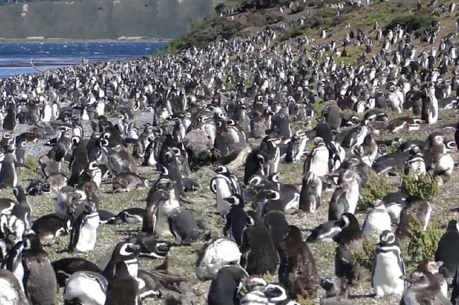 Ushuaia: Sailing Beagle Channel to the Penguin Colony - Los Pajaros Island and the Birdlife of the Channel
