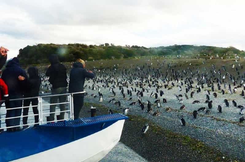 Ushuaia: Sailing Beagle Channel to the Penguin Colony - What the Six Hours Feel Like Onboard