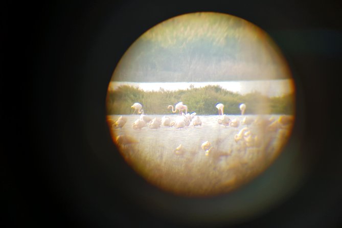 Vendicari - Sicily's best coast nature reserve ( Birdwatching & Archeology ) - Marshes and flamingos: the reserve’s main attraction