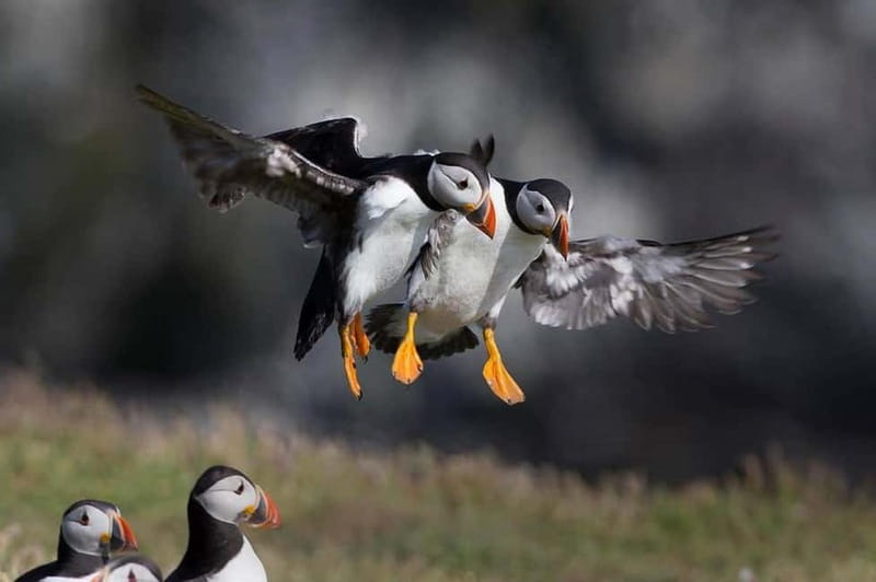 Vestmannaeyjar: Puffin, Island, and Volcano Boat Tour - Key points at a glance