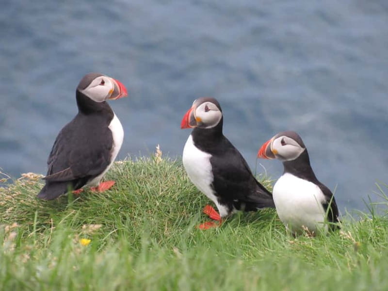 Vestmannaeyjar: Puffin, Island, and Volcano Boat Tour - Bjarnaey and the seabird watch