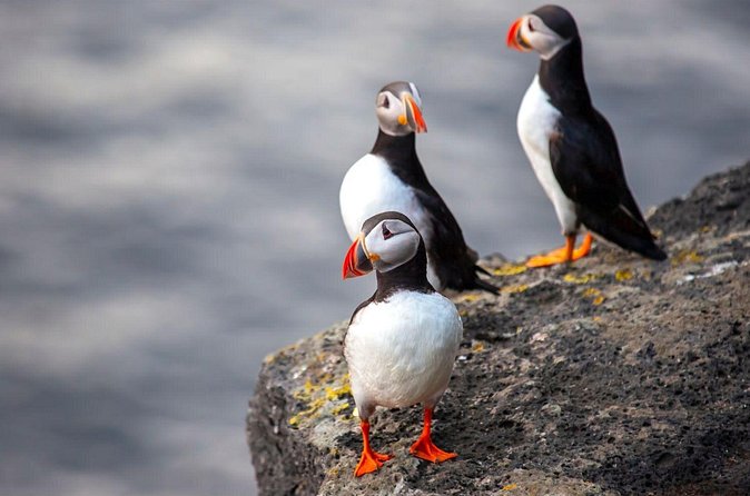Vestmannaeyjar, Puffins & Volcanoes Small Group Day Tour - Lunch downtown and the island’s local feel