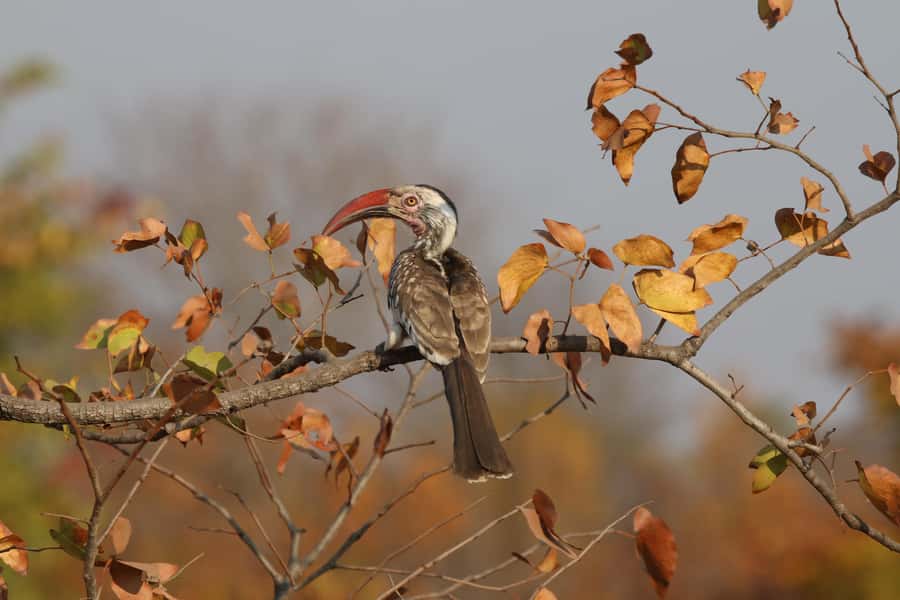 Victoria Falls: Private Birdwatching Safari near the town - Key things to know before you go