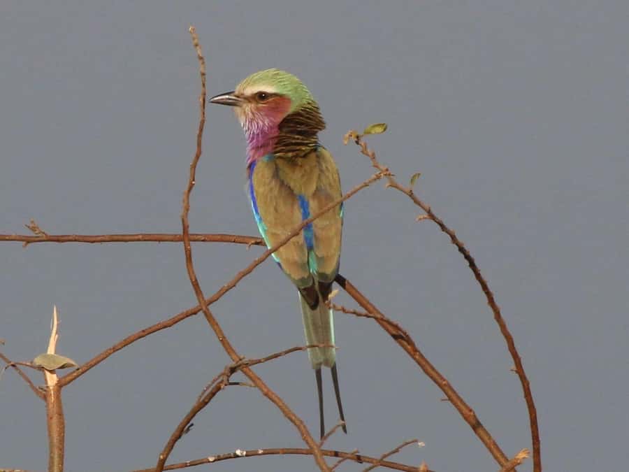 Victoria Falls: Private Birdwatching Safari near the town - Why this short birding trip works so well