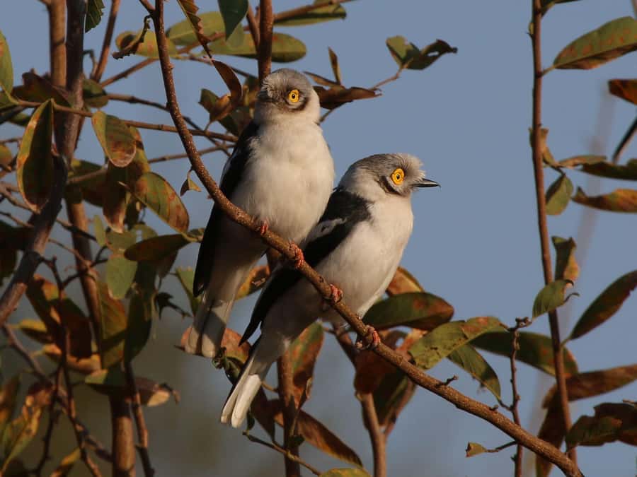 Victoria Falls: Private Birdwatching Safari near the town - Optional vultures at Victoria Falls Safari Club