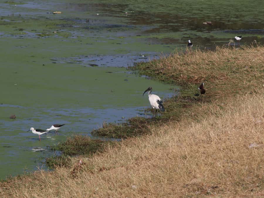 Victoria Falls: Private Birdwatching Safari near the town - Who should book this experience?