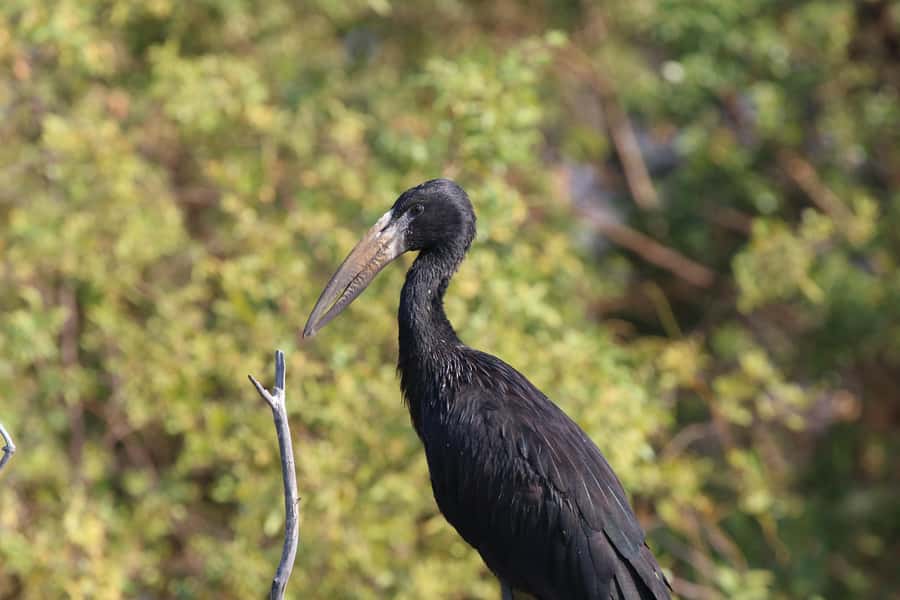 Victoria Falls: Private Zambezi River Birdwatching Safari - Quiet channels, islands, and overhanging branches