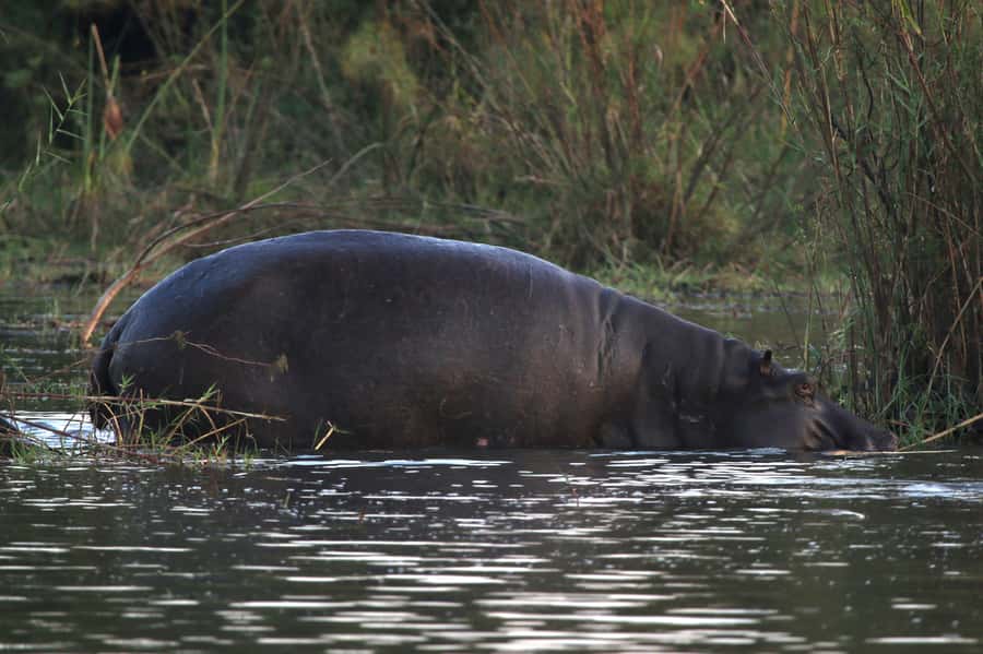 Victoria Falls: Private Zambezi River Birdwatching Safari - Hippos, crocodiles, and animals at the water
