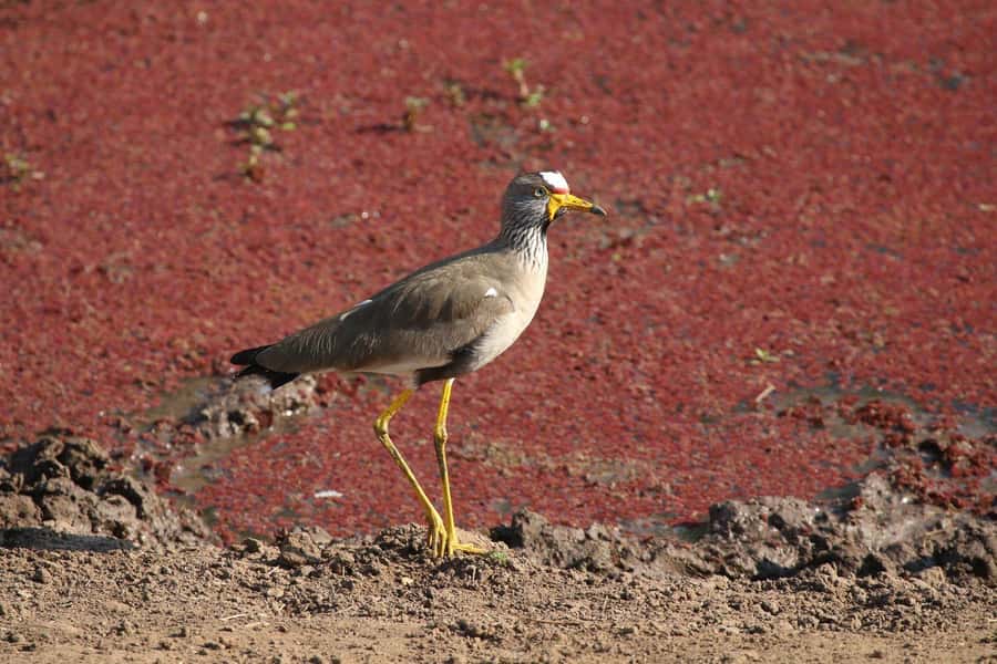Victoria Falls: Private Zambezi River Birdwatching Safari - Guides, spotting, and the value of a private boat