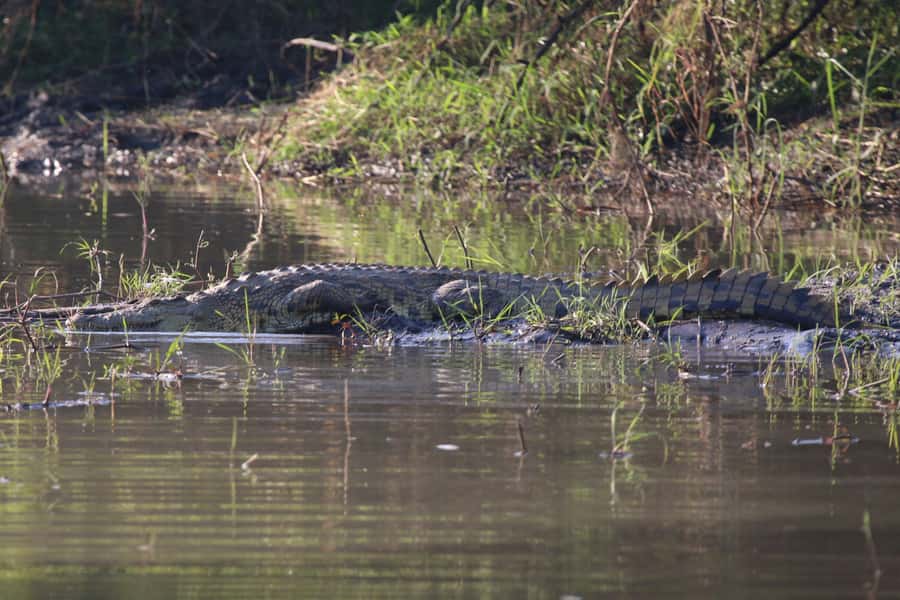 Victoria Falls: Private Zambezi River Birdwatching Safari - Timing, weather, and what to pack