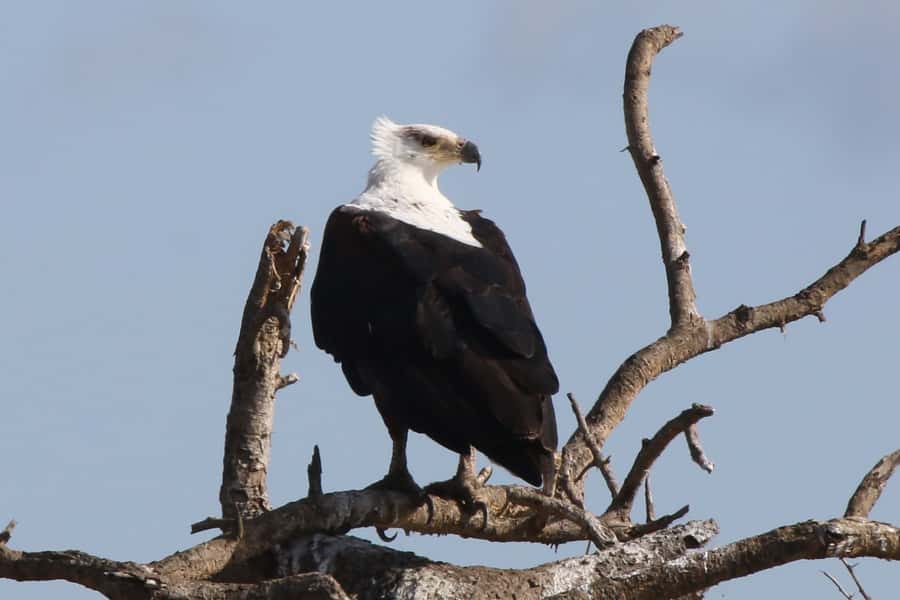 Victoria Falls: Private Zambezi River Birdwatching Safari - Who should book this river safari