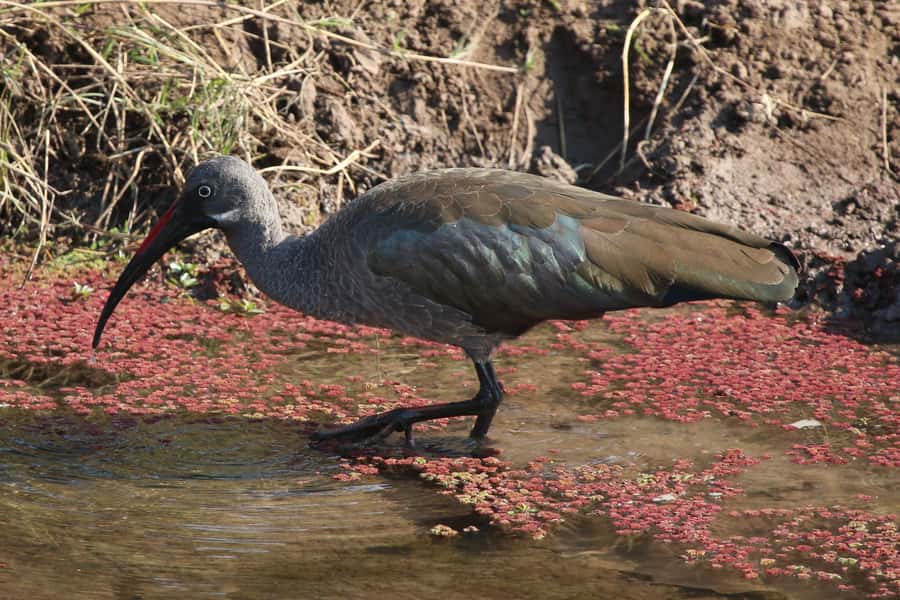 Victoria Falls: Private Zambezi River Birdwatching Safari - Should you book the Zambezi birdwatching safari?