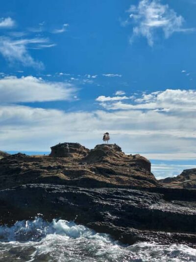 Vila Franca do Campo: Marine Life & Bird Watching & Islet Tour