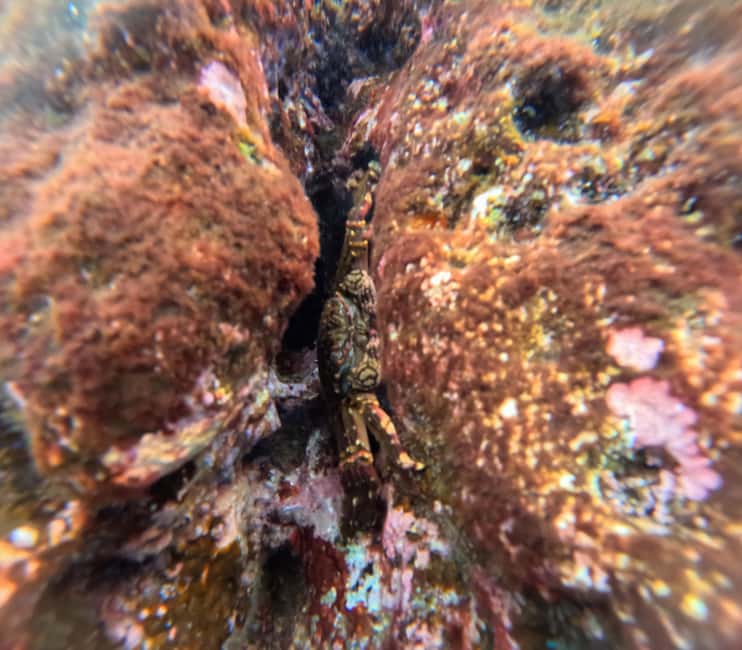 Vila Franca do Campo: Marine Life & Bird Watching & Islet Tour - Should you book it?