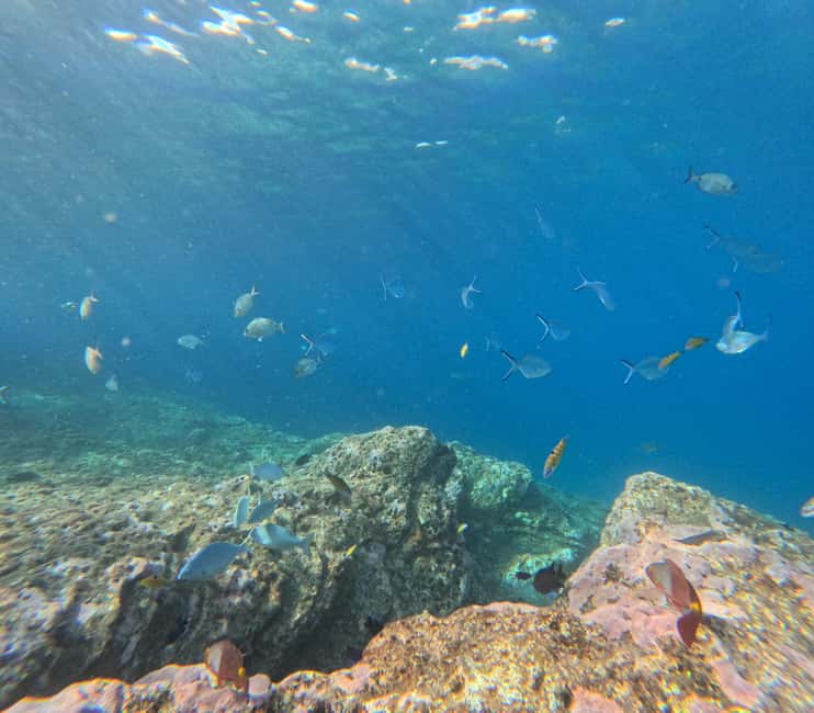 Vila Franca do Campo: Marine Life & Bird Watching & Islet Tour - FAQ