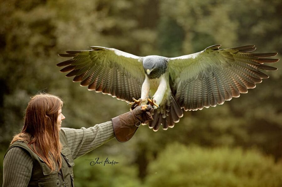 VIP falconry taster session - Understanding eagles, owls, and falcons